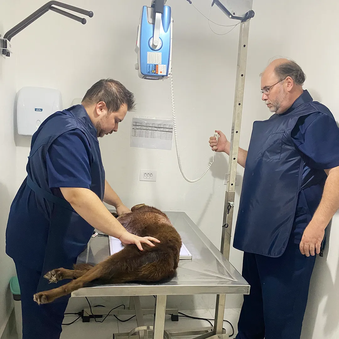 Sala de Raio-X digital veterinário